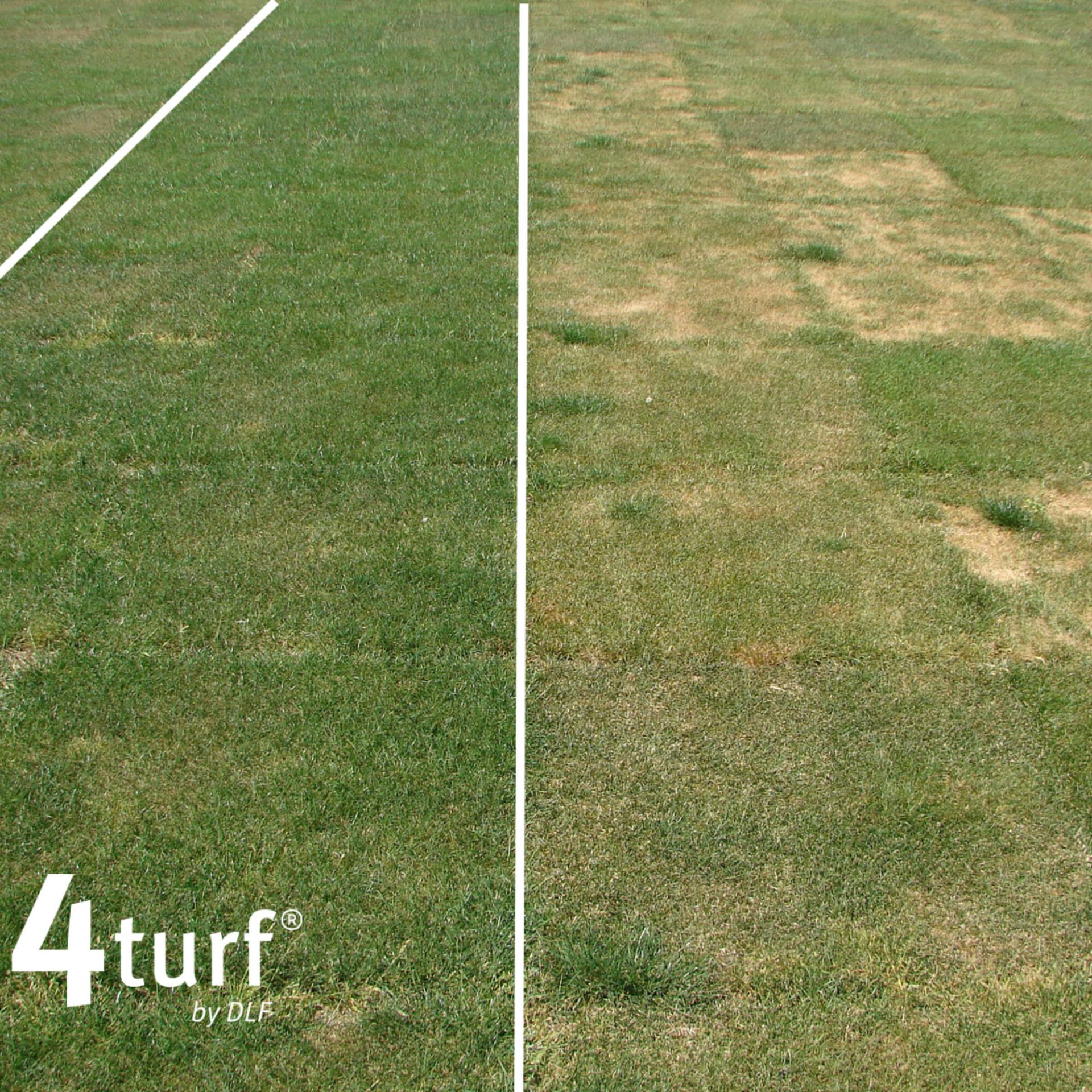 4TURF® stays green and playable through spring and summer droughts